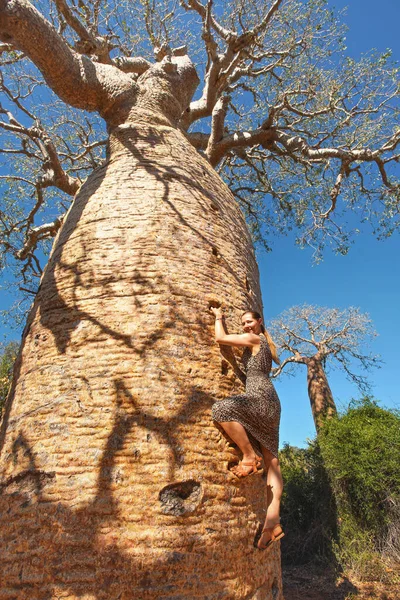 Young Woman Sandals Climbing Baobab Tree Tourist Attraction Madagascar — Stock Photo, Image