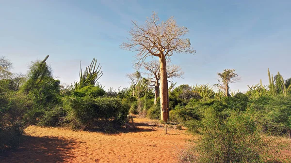 Wald Mit Kleinen Baobab Und Tintenfischbäumen Büschen Und Gras Die — Stockfoto