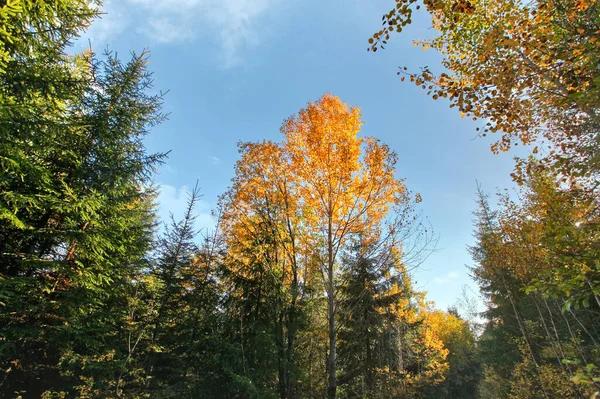 Глядя Осенние Цветные Деревья Ясного Голубого Неба Фоне — стоковое фото