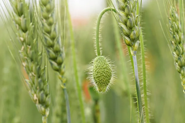 Zelený Uzavřený Divoký Mák Pěstující Poli Nezralé Pšenice Detailní Záběr — Stock fotografie