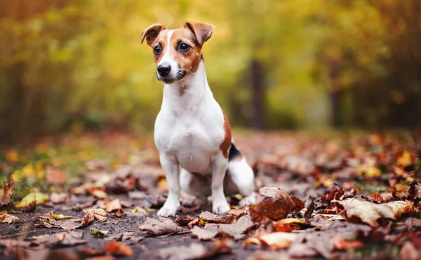 Kis Jack Russell terrier kutya ül barna levelek, szép elmosódott bokeh őszi háttér — Stock Fotó