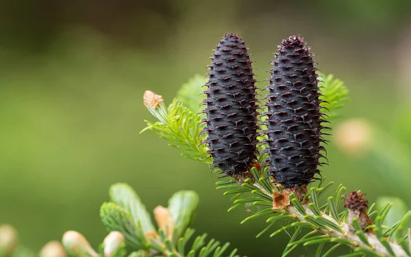 Mladý smrk abies druh kornouty rostoucí na větvi s jedlí, detailní up detail — Stock fotografie