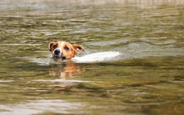 Jack Russell teriyer köpeği nehirde yüzüyor, sadece kafası suyun üstünde görünüyor.