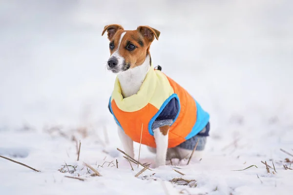 Pequeno Jack Russell Cão Terrier Laranja Brilhante Amarelo Azul Casaco — Fotografia de Stock