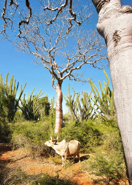 Zebu Rinder Stehen Unter Einem Kleinen Baobab Baum Weitere Sträucher — Stockfoto