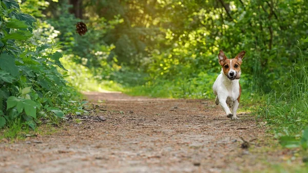 Piccolo Jack Russell Terrier Piedi Sulla Strada Forestale Cono Conifere — Foto Stock