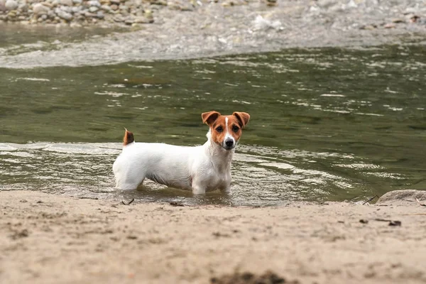 Piccolo Jack Russell Terrier Strisciare Acque Poco Profonde Giorno Estate — Foto Stock