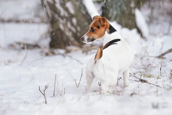 Pequeno Jack Russell Cão Terrier Andando Chão Coberto Neve Inverno — Fotografia de Stock