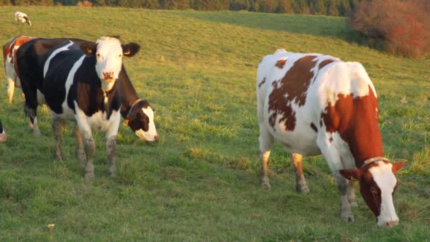 Grupa Krów Pasących Się Południu Łące Oświetlonej Słońcem — Wideo stockowe