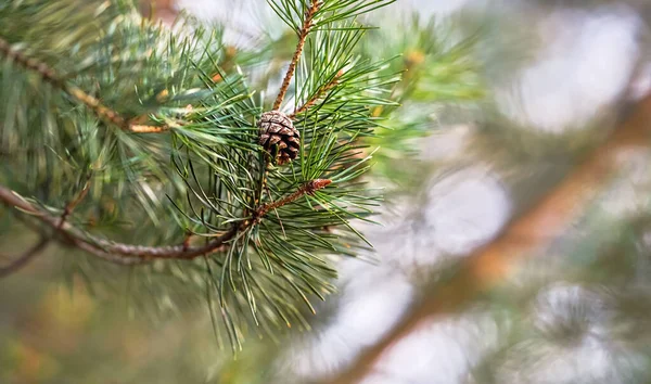 Young Coniferous Tree Cone Growing Branch Shallow Depth Field Photo — Stock Photo, Image