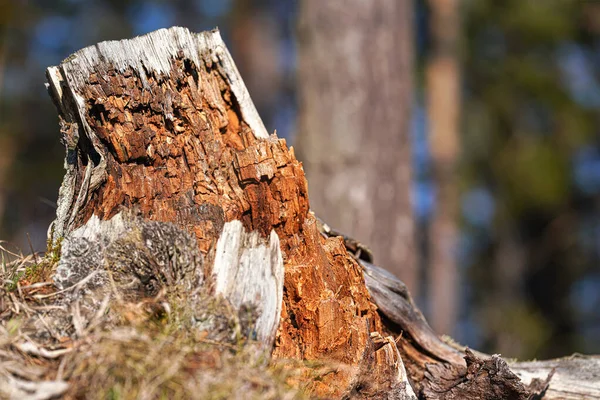 阳光照射在老化的树干树桩上 模糊的森林背景上 — 图库照片