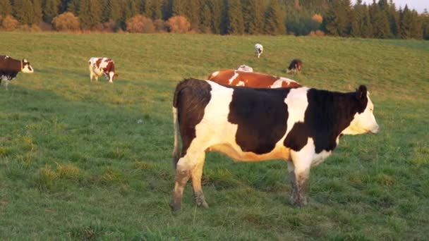 Grupa Krów Pasących Się Południu Łące Oświetlonej Słońcem — Wideo stockowe