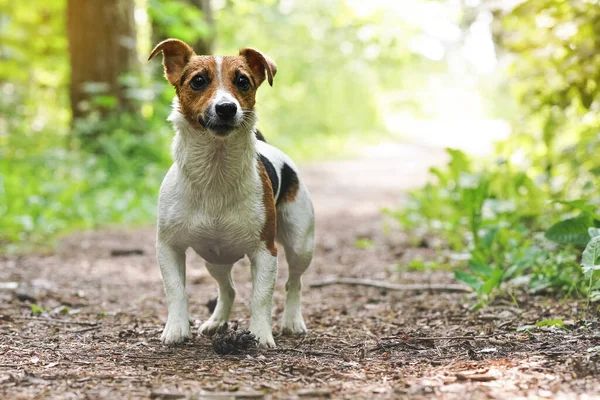 Pequeño Jack Russell Terrier Pie Camino Del Bosque Mirando Con —  Fotos de Stock