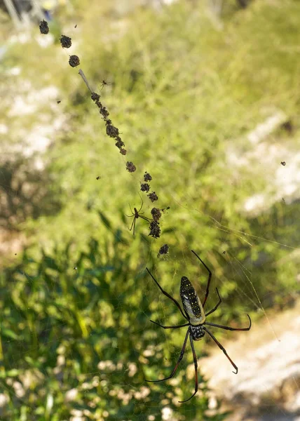 Grande Araignée Tisseuse Orbe Dorée Pattes Rouges Nephila Inaurata Madagascariensis — Photo