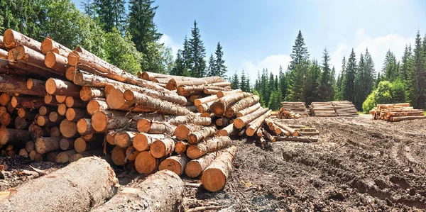 Pile Harvested Wooden Logs Forest Trees Blue Sky Background — Stock Photo, Image