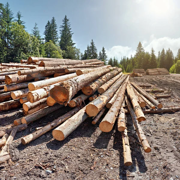 Pile Harvested Wooden Logs Forest Trees Blue Sky Background — Stock Photo, Image