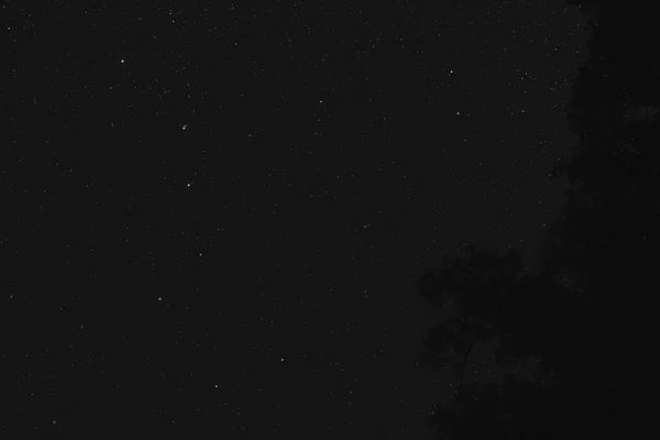有楽大星座 右側の針葉樹のシルエット — ストック写真