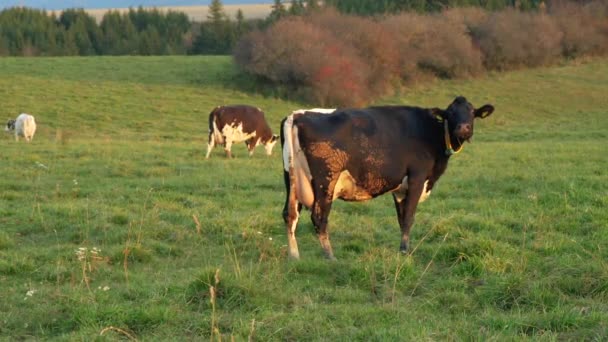 Vaches Pâturant Sur Prairie Éclairée Par Soleil Après Midi Petits — Video