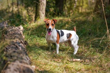 Küçük Jack Russell terrier ormanda tahta kütüğün yanında dikiliyor, dikkatle bakıyor, dili dışarı çıkıyor, arka planda bulanık ağaçlar.