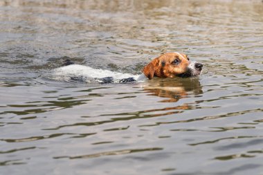 Jack Russell teriyer köpeği nehirde yüzüyor, sadece o başını suyun üstünde görüyor.