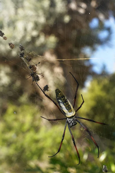 Κόκκινο Πόδι Χρυσή Σφαίρα Υφαντή Αράχνη Θηλυκό Nephila Inaurata Madagascariensis — Φωτογραφία Αρχείου