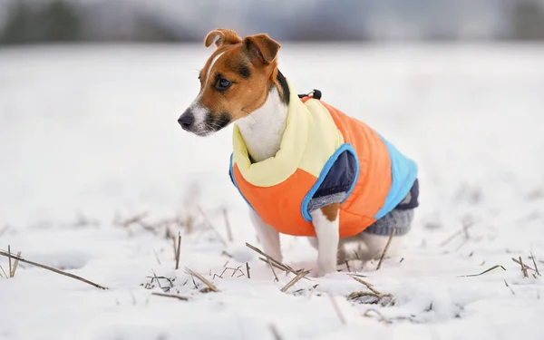 Pequeno Jack Russell Terrier Sentado Campo Coberto Neve Vestindo Camadas — Fotografia de Stock