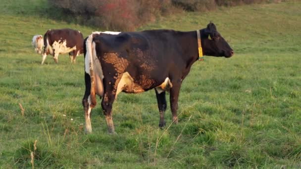 Vaca Marrón Oscura Pastando Prado Verde Otro Animal Fondo — Vídeo de stock