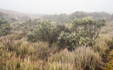 Yerel bitki örtüsü. Çimenler ve küçük çalılar. Çoğu Andringitra Ulusal Parkı 'nda yetişen Madagaskar' a özgü.