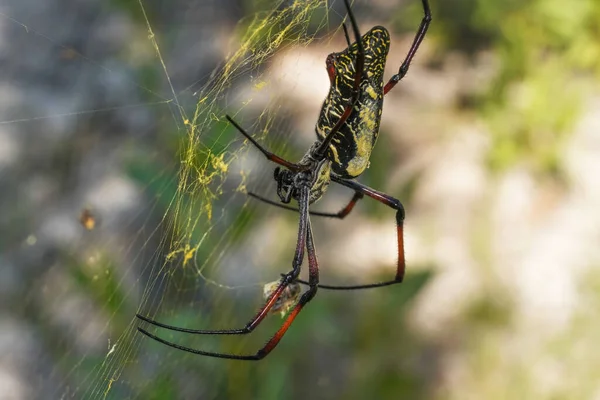 红腿金球状织女蜘蛛 尼泊尔红丝雀 栖息在巢穴上 阳光笼罩在朦胧的灌木丛中 特写宏观细节 — 图库照片