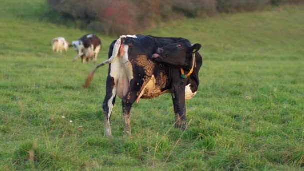 Vaca Negra Pastando Prado Verde Lamiendo Lado Más Ganado Fondo — Vídeo de stock
