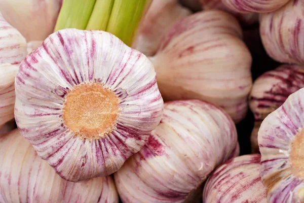 Packs Fresh Garlic Purple Stripes Display Local Food Market Closeup — Stock Photo, Image