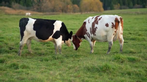 Black Brown White Cows Grazing Green Meadow Blurred Trees Background — Stock Video