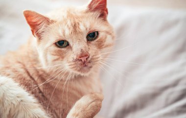 Açık kahverengi ya da bej renkli yeşil gözlü, yatakta dinlenen meraklı görünen, yakın plan detay