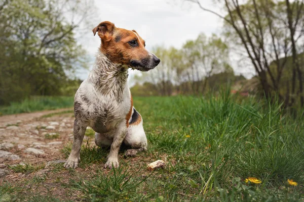 Pequeño Jack Russell terrier sentado en el suelo, su piel muy sucia, mirando a un lado, hierba y árboles de fondo —  Fotos de Stock