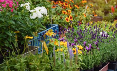 Taze lavanta ve diğer renkli çiçek ve otlar sokak pazarında sergileniyor.