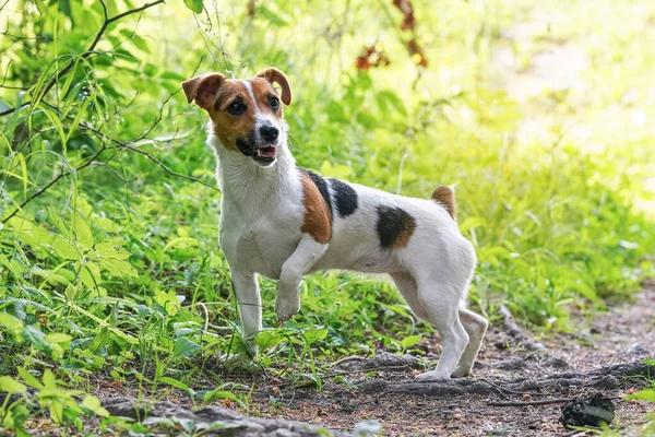 Pequeño Jack Russell Terrier Pie Sendero Del Bosque Vista Desde —  Fotos de Stock