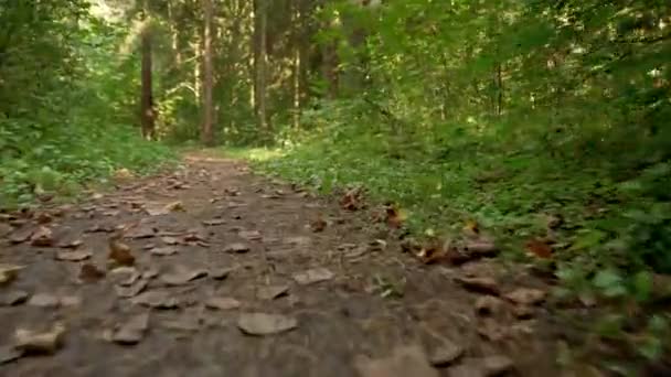 Běh Lesem Prašné Cestě Suché Listí Země Nízkoúhlé Video Pohled — Stock video