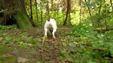 Küçük Jack Russell Teriyeri, güneşli ormanda yürüyor, toprağı kokluyor ve bölgeyi keşfediyor, hayvan gözü seviyesinden düşük açılı video.