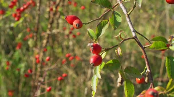 Rosehips Growing Dog Rose Rosa Canina Shrub Closeup Detail — 图库视频影像