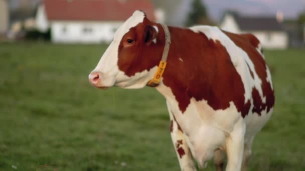 Pâturage Vaches Brunes Blanches Sur Prairie Arrière Plan Bâtiments Agricoles — Video