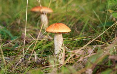 Ormanda, kuru yapraklarda ve çimenlerde yetişen iki küçük kırmızı başlıklı sap bolete (Leccinum aurantiacum).