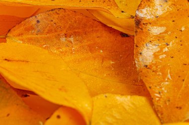 Parlak ıslak turuncu sonbahar yaprakları, yukarıdan yakın çekim ayrıntıları