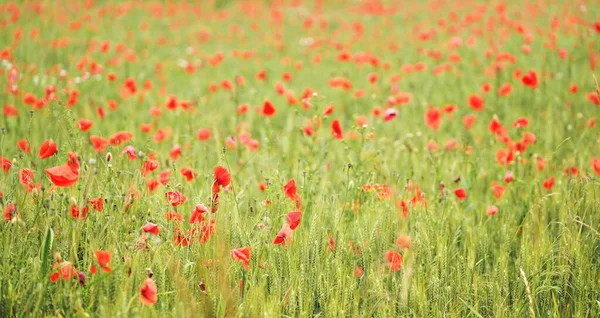 Pole Czerwonych Dzikich Kwiatów Maku Rosnących Zielonej Niedojrzałej Pszenicy — Zdjęcie stockowe
