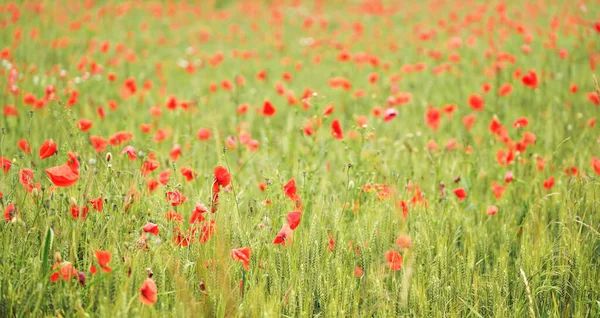 Gebied Van Rode Wilde Papaver Bloemen Groeien Groene Onrijpe Tarwe — Stockfoto