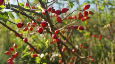 Güneş kırmızı gül kalçalarıyla küçük çalılıklarda parlar, yakın plan ayrıntıları (Rosa Canina - köpek gülü - meyve). Bitkisel ilaçlarda ve antioksidan ve C vitamini açısından zengin olmak için kullanılır.