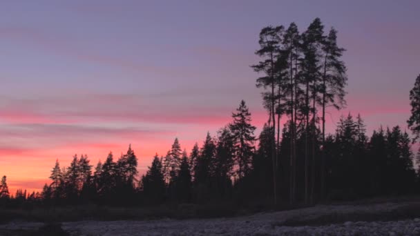 高大的针叶树轮廓可见于粉红紫色黄昏黄昏的天空 — 图库视频影像