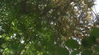 Güneşli bir günde ormanda yürürken, kayın ağaçlarına bakarken