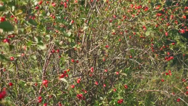 Small Shrub Red Rosehips Rosa Canina Dog Rose Fruits Used — Stock Video