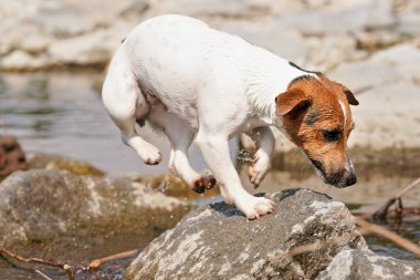 Güneşli bir günde sığ bir nehirde oynayan küçük Jack Russell Terrier sudan taşa zıplıyor, etrafa su sıçrıyor.