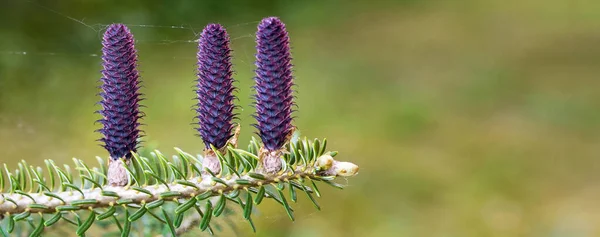 Τρεις Νέοι Κόκκοι Ερυθρελάτης Abies Species Αναπτύσσονται Κλαδιά Έλατο Λεπτομέρεια — Φωτογραφία Αρχείου